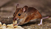 pest-proofing-and-structural-hardening Experts in West Nanticoke